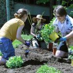 Trois étudiants agenouillés plantent des végétaux