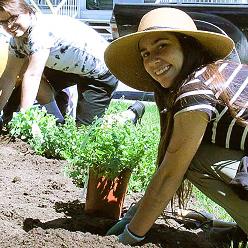 Trois étudiants plantent des végétaux dans l'ilot de la biodiversité